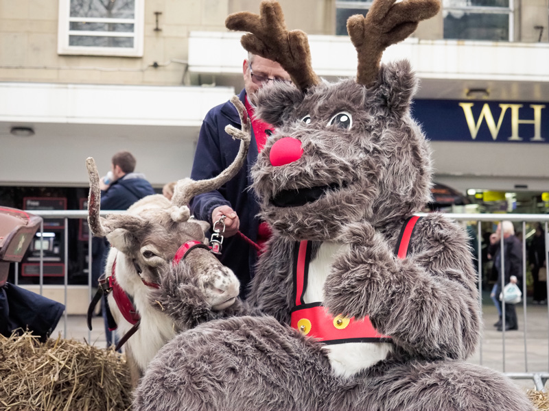 Santa Lion