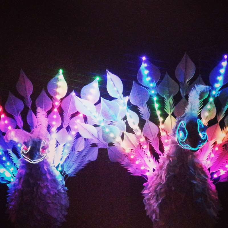 Birds of Light